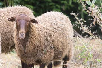 dammartin-moutons-ccpmf-5